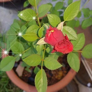 Suhana Zamhri profile icon