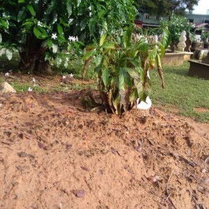 Ilyana Yusoff profile icon