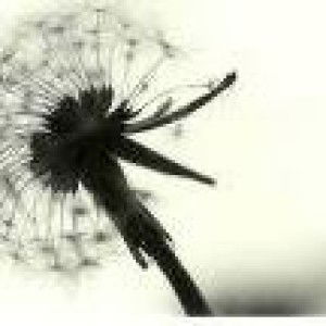 Shazreen Rashid profile icon