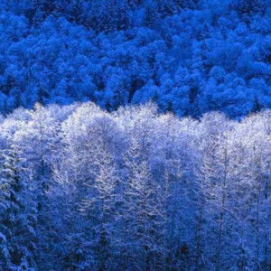 Sauqah Wardah profile icon