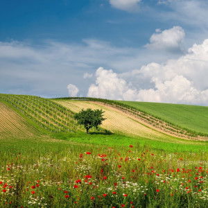 toon na profile icon