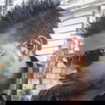 DHANESH NAIR profile icon