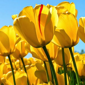 Nurul Izzatty Ismail profile icon