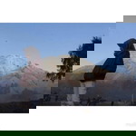 Shofita Mardelia profile icon