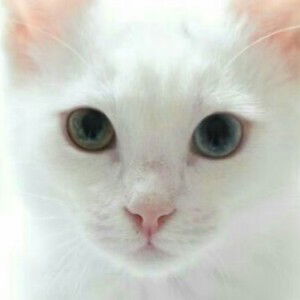 Maya Frida Julianti profile icon