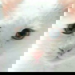 Maya Frida Julianti profile icon