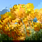 liyana naazera profile icon