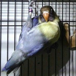 Sindria Lbf profile icon