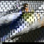 Sindria Lbf profile icon