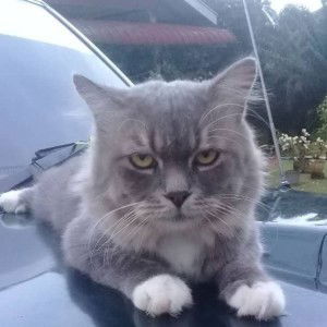 Synthia Lee profile icon