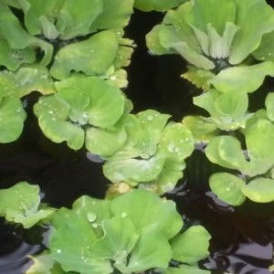 Che Noni Afni profile icon