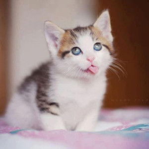 Shah Qilla profile icon