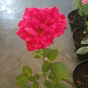 krisnina prastyo profile icon