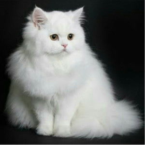 Nurkomala naillufar profile icon