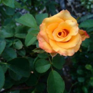 Linda N Fatmawati profile icon