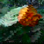 Linda N Fatmawati profile icon