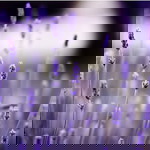 PurpleLove profile icon
