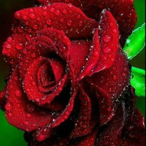 Hesti Natalia profile icon