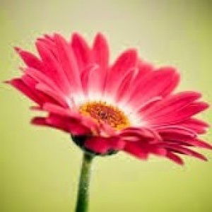 Nurul Fatinah profile icon