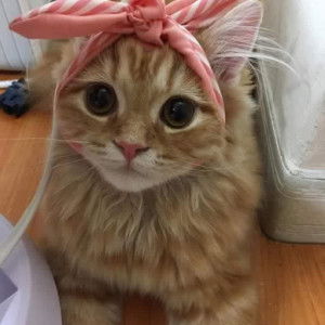 wafa al-fitriyah mu'min profile icon