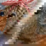 wafa al-fitriyah mu'min profile icon