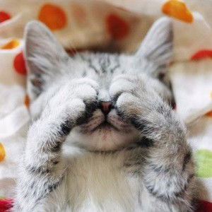 Safia Naruemon Sriaram profile icon