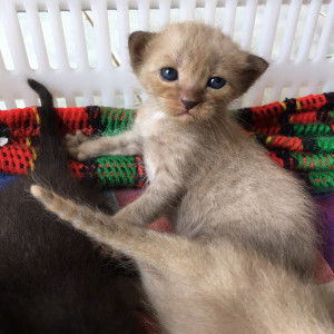 Kotchapan Pethpoom profile icon