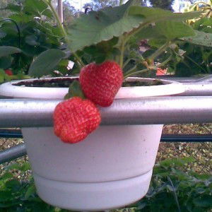 Nur Athirah Binti Mohd Akib profile icon