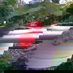 Nur Athirah Binti Mohd Akib profile icon