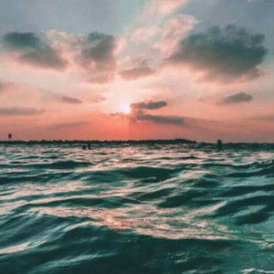 nut bee profile icon