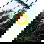 Sani Hariyani profile icon