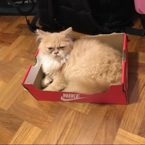 Janice Lim profile icon