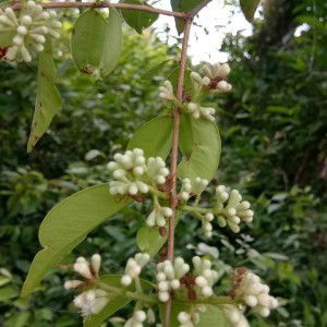 Uwais Muhammad profile icon