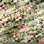 Hani Anisah profile icon