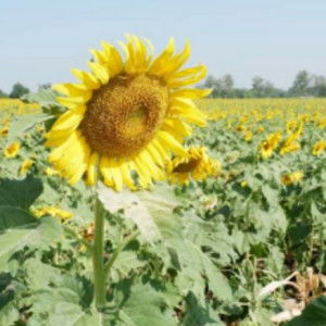 Mom.Wan profile icon