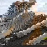 Nisachol Pumjiw profile icon