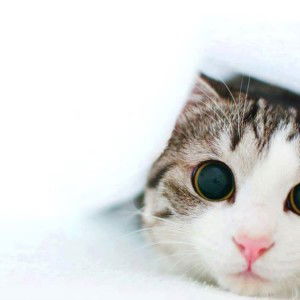 Cahaya Kite profile icon