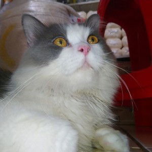 jamalludin profile icon