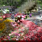 Teratai Kemboja profile icon