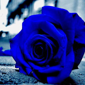 norsubiha 200118 profile icon