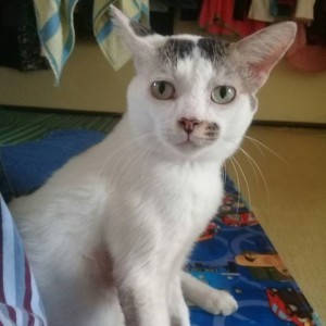 Nur Iza Ahmad profile icon