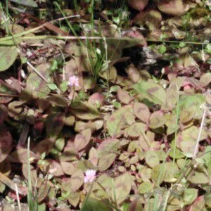 Millah Ahmad profile icon