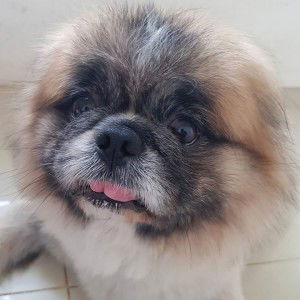 Chitchanok Naksawat profile icon