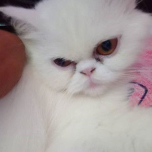 นางฟ้า เดินเท้า profile icon