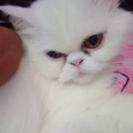 นางฟ้า เดินเท้า profile icon