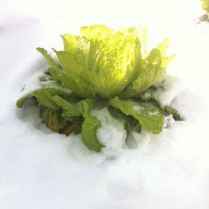 Wasan Gunpheng profile icon