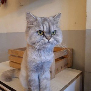 ช่าง ก่อสร้าง profile icon