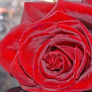 ainsha rienasyah profile icon