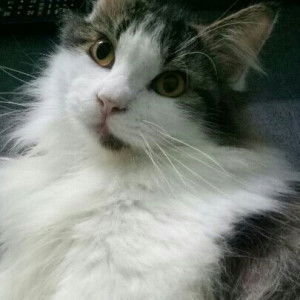 Mr's Harpeace profile icon