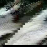 Mr's Harpeace profile icon